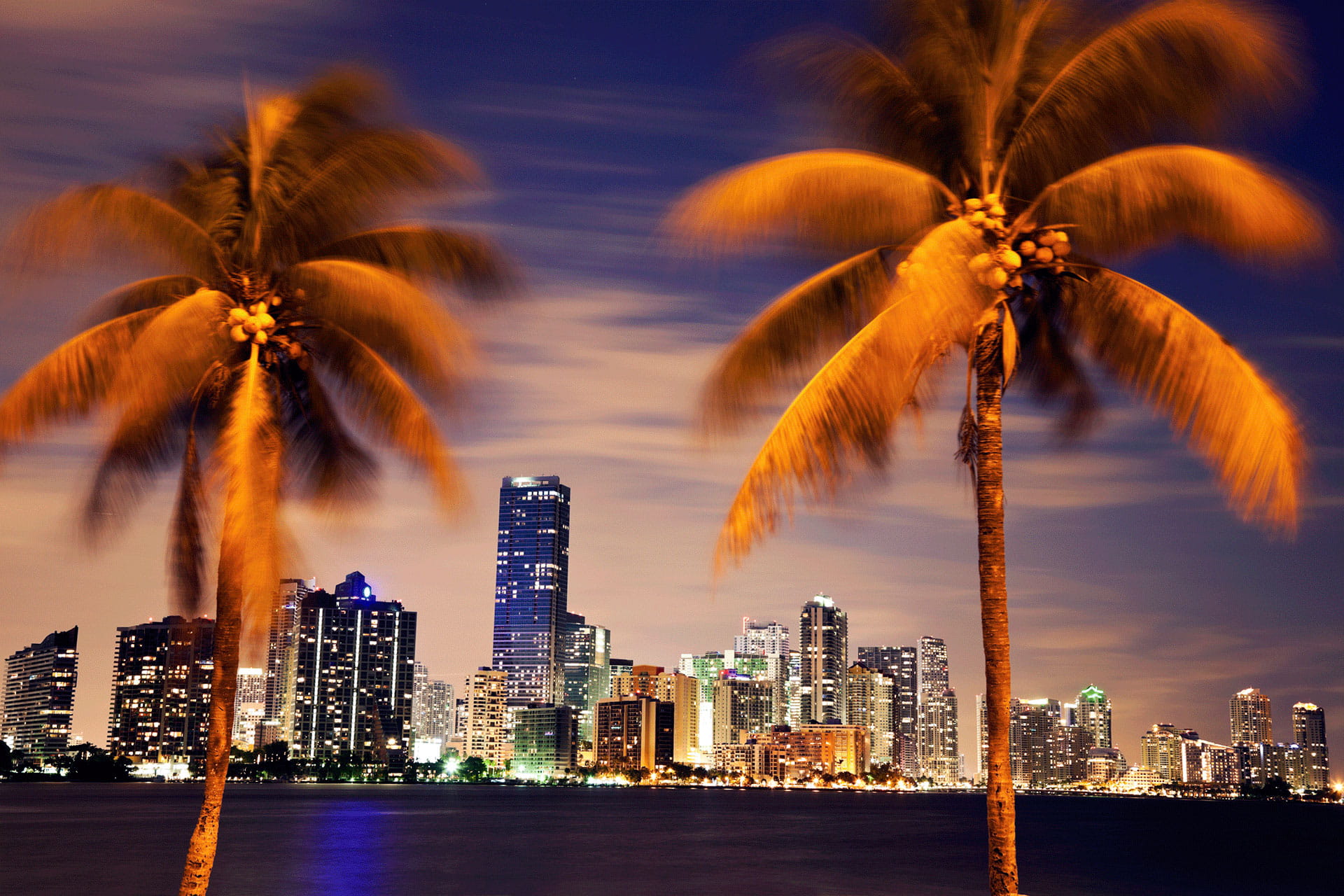 Miami Skyline through Two Palm Trees at Night